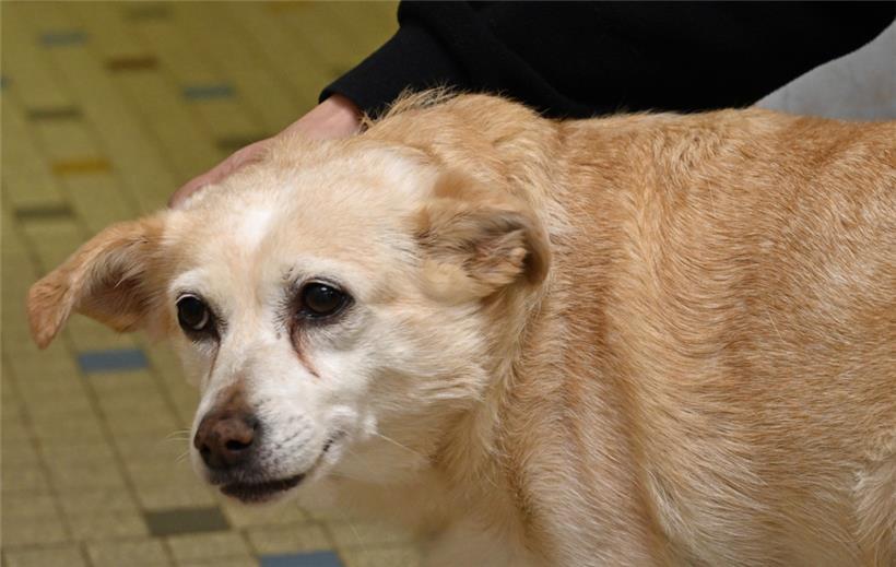 Das Tierasyl wird im kommenden Jahr ausgebaut

