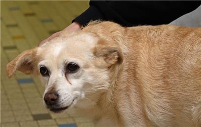 Das Tierasyl wird im kommenden Jahr ausgebaut
