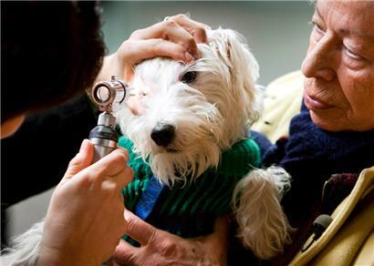 Das Tierfachpersonal in Luxemburg wehrt sich in einem Pressestatement gegen Verunglimpfungen innerhalb und außerhalb von sozialen Netzwerken
