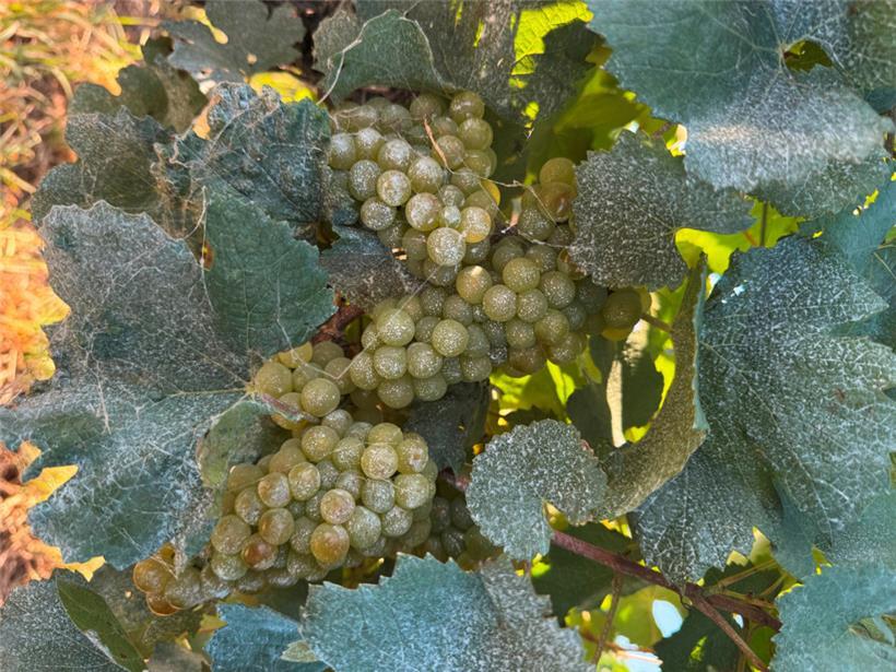 Das Tongemisch schützt die Trauben gegen Sonnenbrand