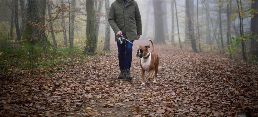 Das Virus der Aujeszkyschen Krankheit zirkuliert im Großherzogtum, aktuell gibt es laut der ALVA jedoch „keinen Grund zur Beunruhigung“
