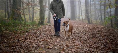 Das Virus der Aujeszkyschen Krankheit zirkuliert im Großherzogtum, aktuell gibt es laut der ALVA jedoch „keinen Grund zur Beunruhigung“
