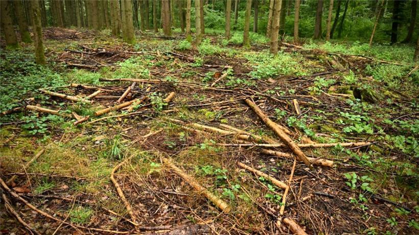 Das Waldsterben nimmt zu