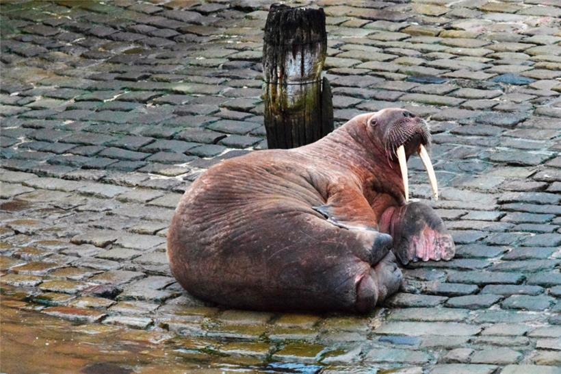 Das Walross liegt im Hafen von Scarborough
