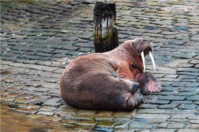 Das Walross liegt im Hafen von Scarborough
