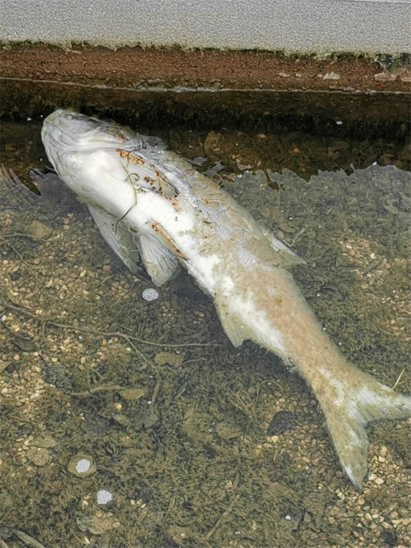 Das Wasserwirtschaftsamt wird Analysen zur Todesursache vornehmen
