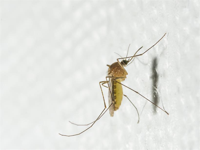 Das West-Nil-Virus wird hauptsächlich von der Gemeinen Stechmücke zwischen wild lebenden Vögeln übertragen