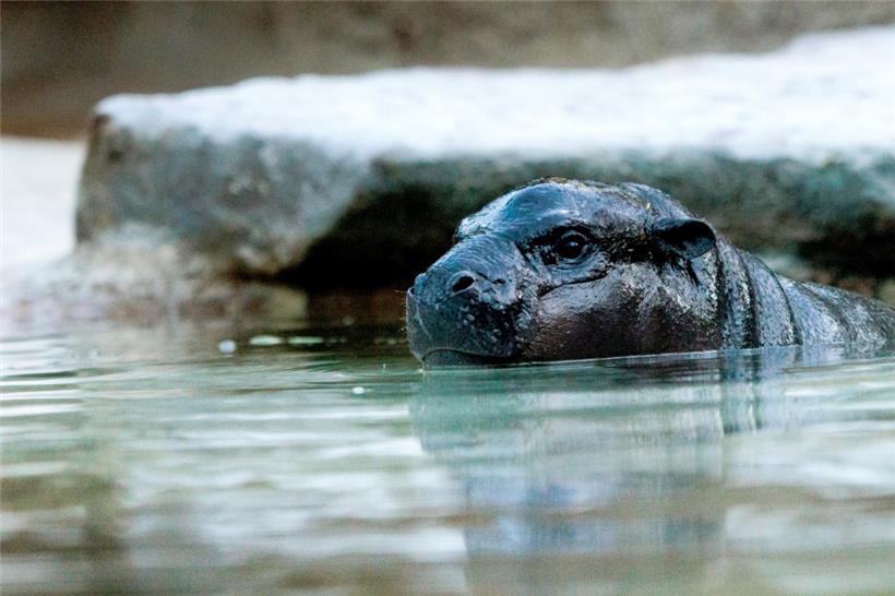 Das Zwergflusspferd Toni schwimmt im Wasser in einem Gehege im Hippo Bay im Zoologischen Garten Berlin
