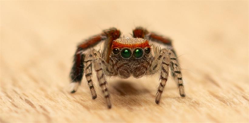 Das dritte Beinpaar der Männchen ist bei der Spinnenart besonders auffällig
