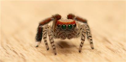 Das dritte Beinpaar der Männchen ist bei der Spinnenart besonders auffällig
