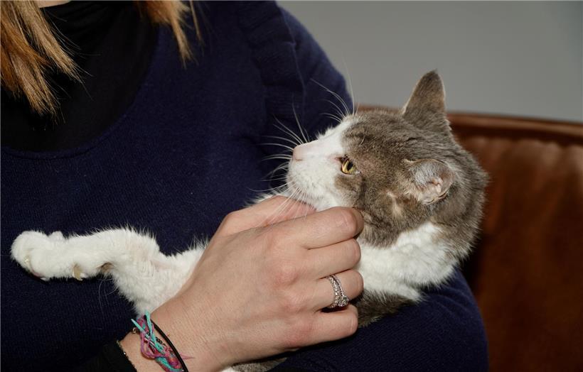 Der Slow Blink: Was hinter dem lautlosen Liebesbeweis Ihrer Katze steckt Katze zeigt langsames Blinzeln als Zeichen von Liebe und Vertrauen in der Katzensprache