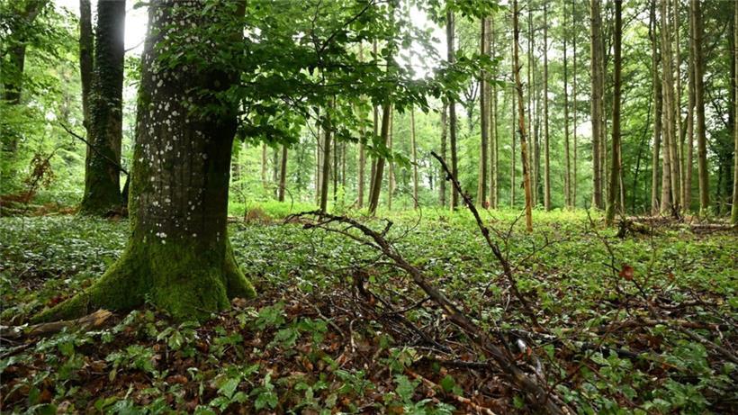 Das neue Waldgesetz sieht eine Durchmischung von Nadel- und Laubwald vor