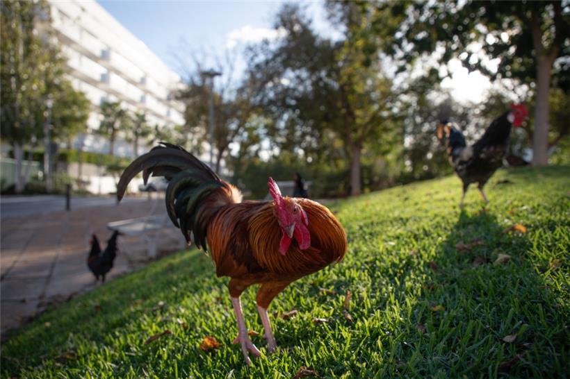 Das spanische Ministerium für Landwirtschaft, Fischerei und Ernährung hat eine Stallpflicht für Geflügel eingeführt
