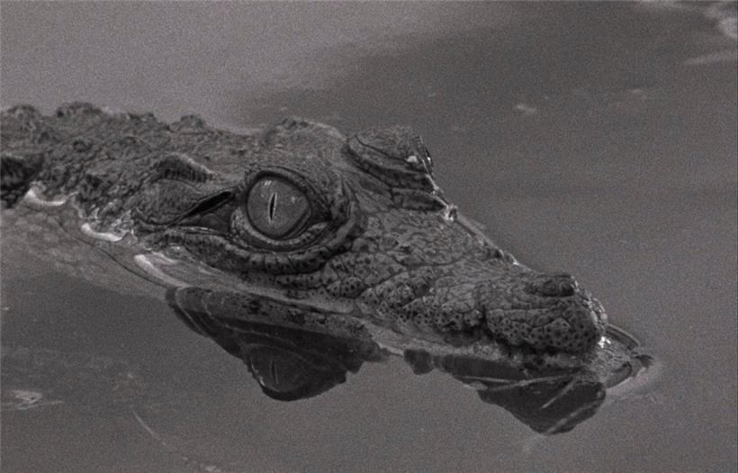 Das traurige Krokodil aus „Tabu“ von Miguel Gomes
