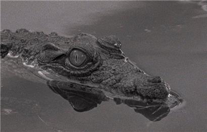 Das traurige Krokodil aus „Tabu“ von Miguel Gomes
