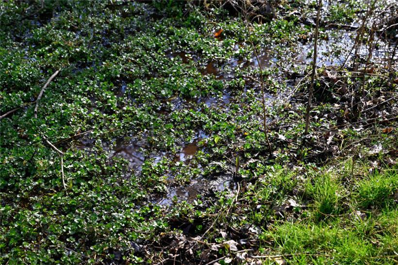 Das umliegende Terrain ist ein Feuchtgebiet 
