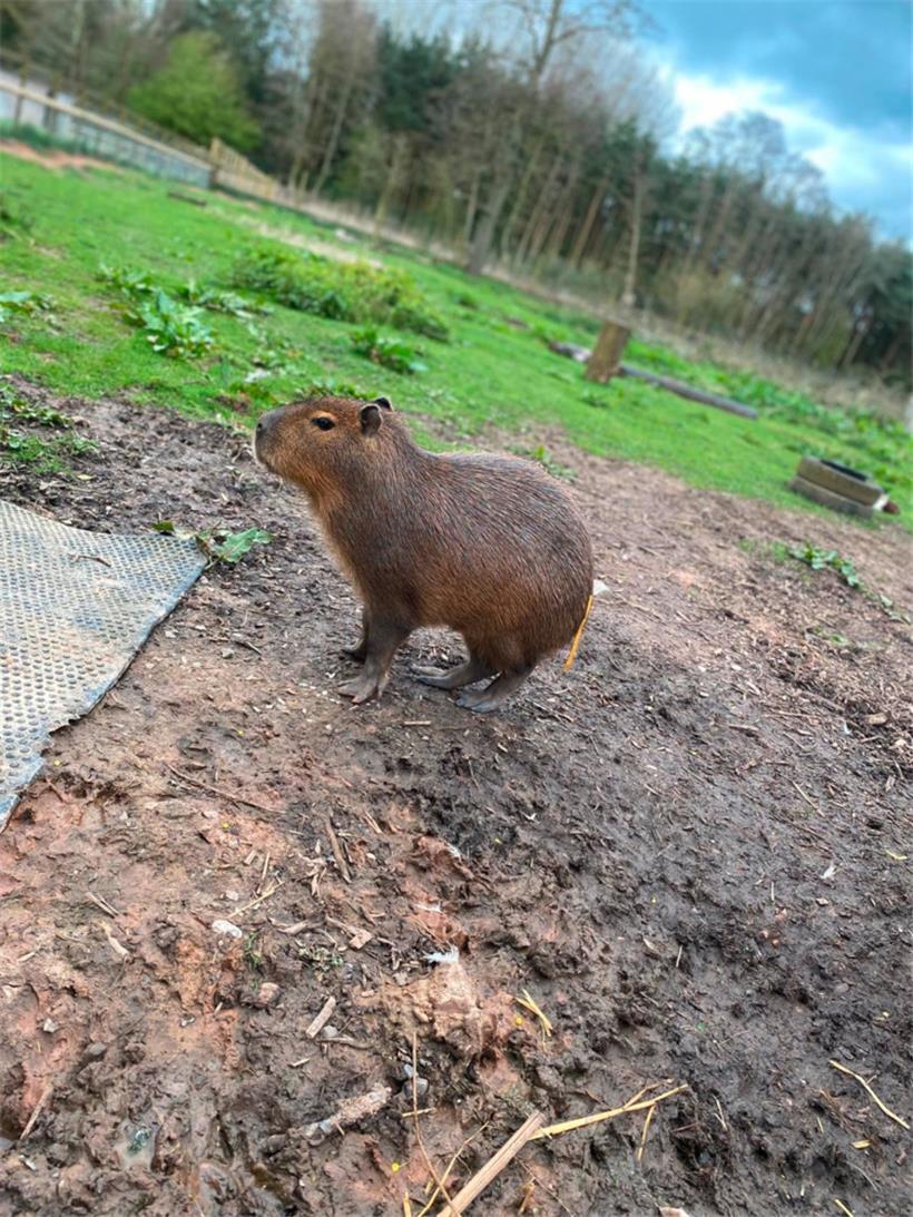 Das undatierte Handout-Foto zeigt das Capybara namens Cinnamon («Zimt»), das aus einem Familienzoo in England entkommen ist
