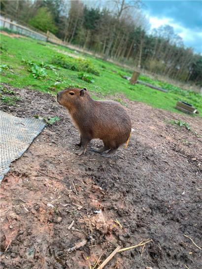 Das undatierte Handout-Foto zeigt das Capybara namens Cinnamon («Zimt»), das aus einem Familienzoo in England entkommen ist
