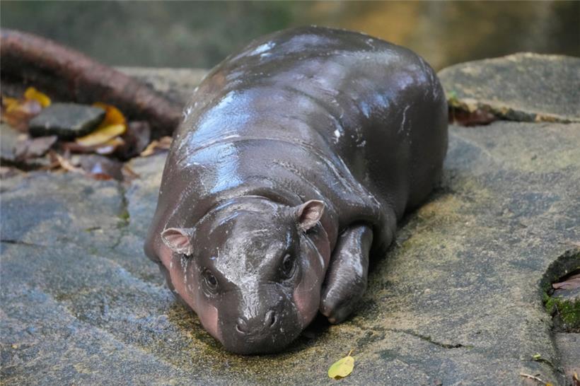 Das zwei Monate alte Zwergflusspferdweibchen Moo Deng liegt auf dem Boden des Khao Kheow Open Zoo

