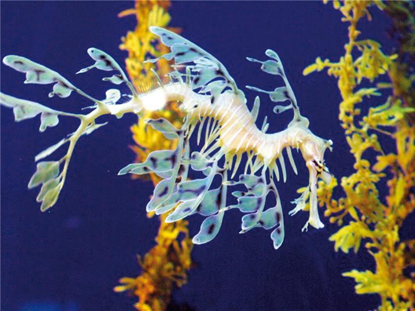 Getarnte Tiere und die Hüterin von 60.000 Schätzen Fatzefësch gut getarnt zwischen grünen Algen am Meeresgrund in klarer Küstenregion