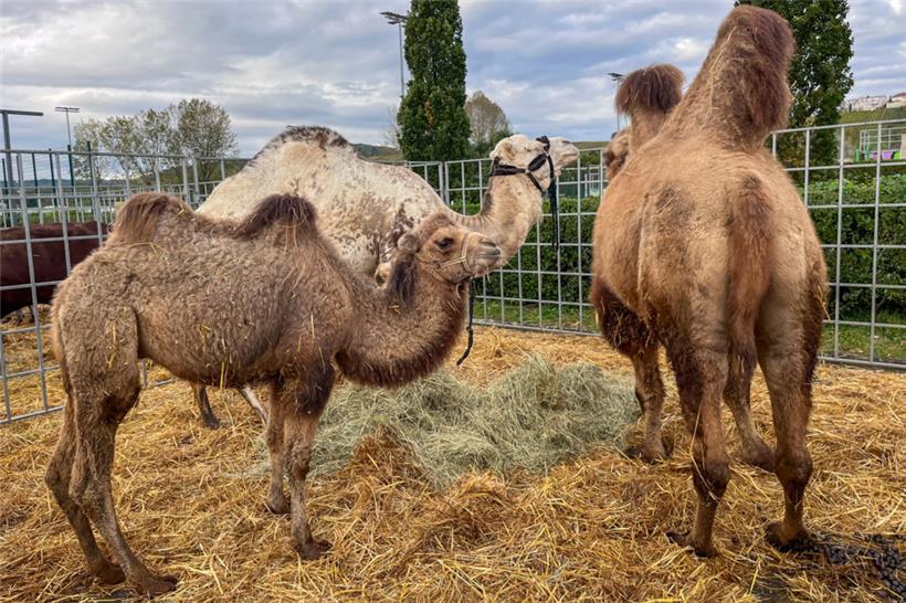 Den Tieren geht es laut Besitzer des Zirkus gut