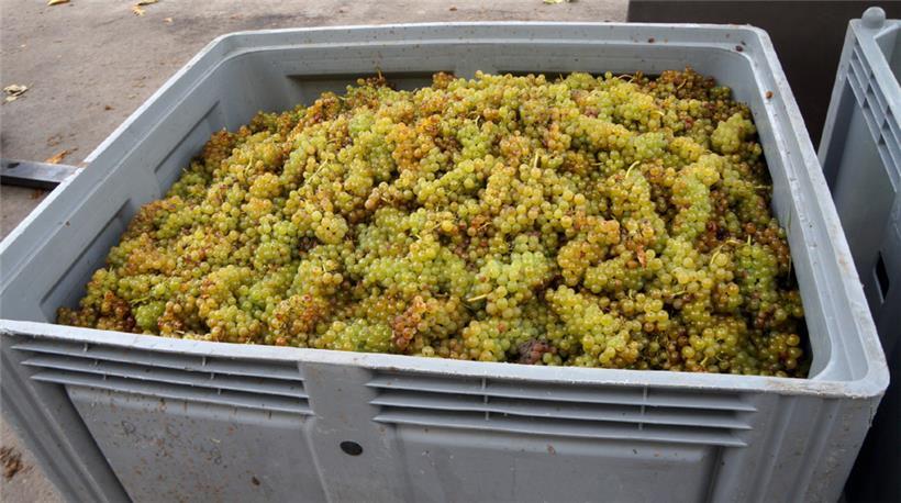 Der Ankaufspreis variiert je nach Rebsorte und Erntemenge