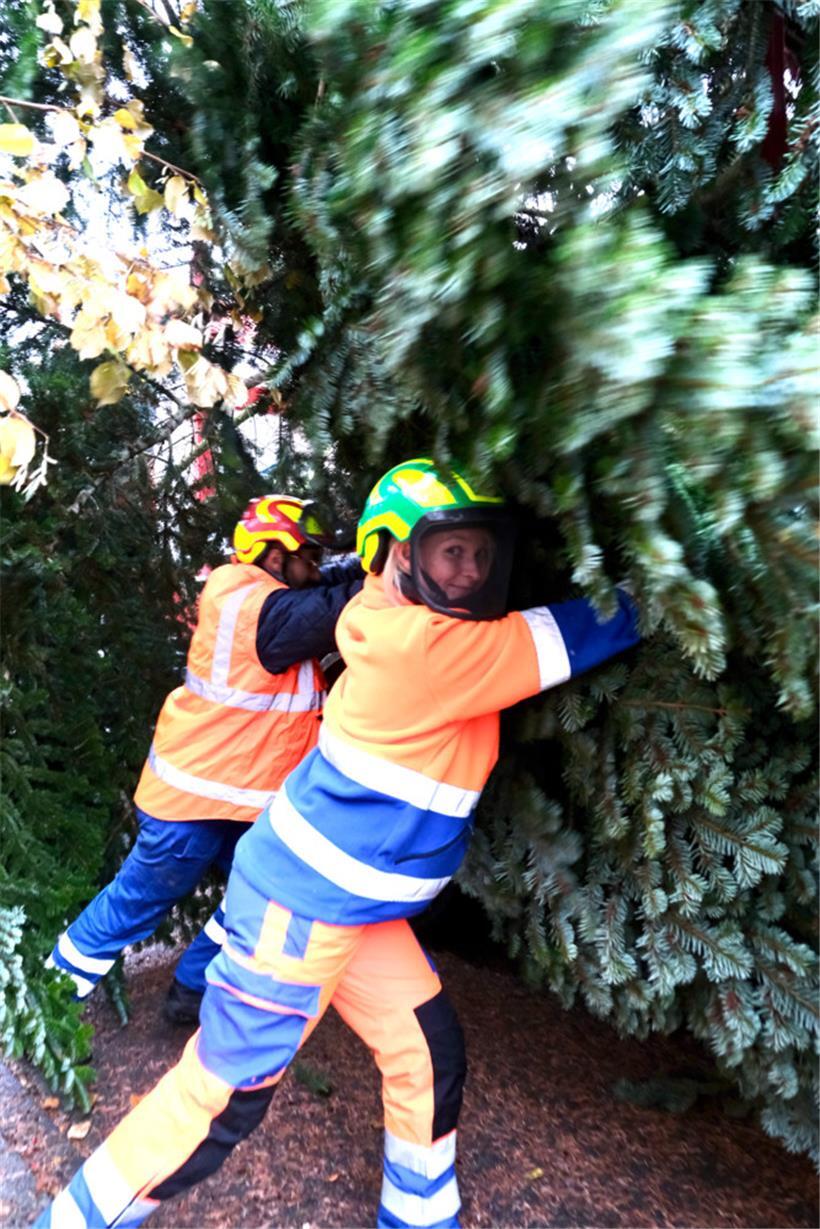 Der Baum findet seinen Weg in die Hauptstadt auch dank geballter Frauenpower