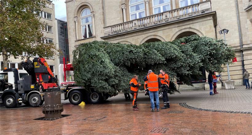 Der Baum ist an seinem Ziel angekommen
