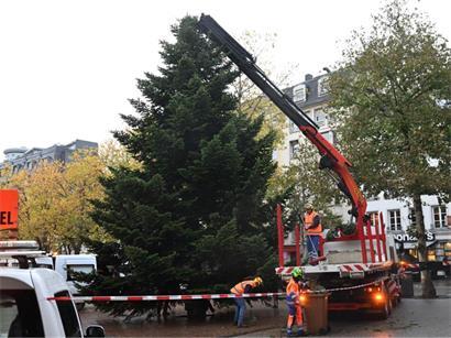 Der Baum vom vergangenen Jahr stammte aus einem privaten Vorgarten
