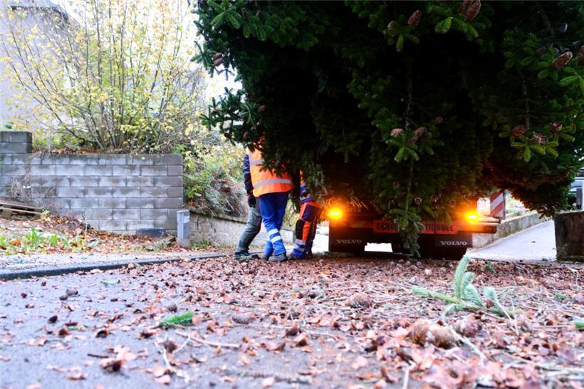 Der Baum wird schnell, aber präzise auf dem Lastwagen befestigt