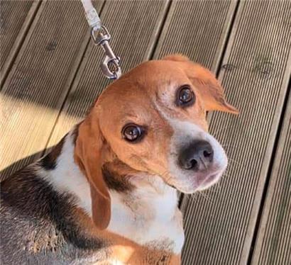 Der Beagle Bailey wird vermisst
