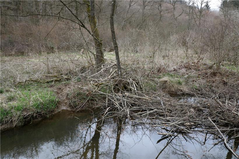 Der Bestand der Biber hat sich in Luxemburg wieder etwas erholt
