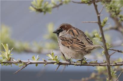 Der Bestand des Haussperlings (Passer domesticus) in Luxemburg wird aktuell auf 30.000-35.000 Brutpaare geschätzt
