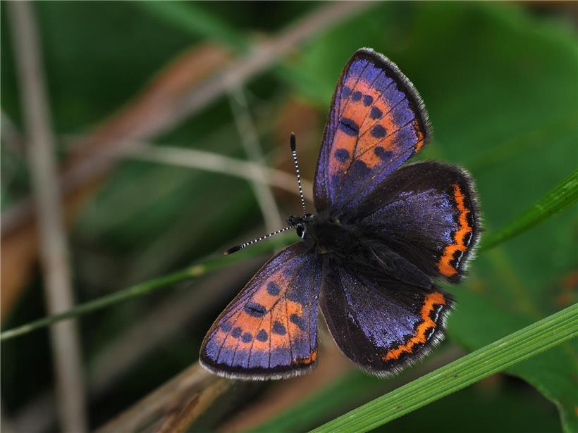 Blauschillernder Feuerfalter (Lycaena helle) auf Blüte, seltener und schöner Tagfalter Mitteleuropas