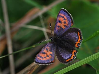Blauschillernder Feuerfalter (Lycaena helle) auf Blüte, seltener und schöner Tagfalter Mitteleuropas