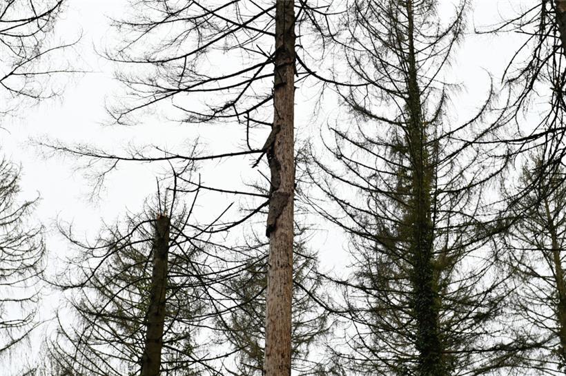 Der Borkenkäfer macht auch nicht auf dem Galgenberg halt
