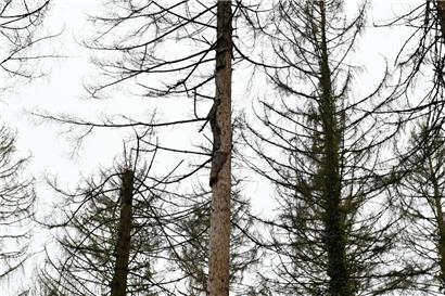 Der Borkenkäfer macht auch nicht auf dem Galgenberg halt
