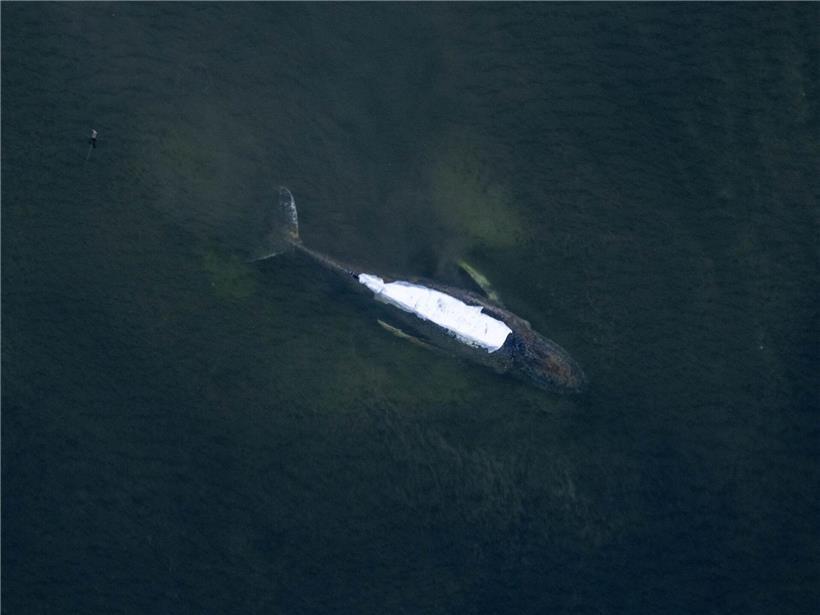 Buckelwal Timmy schwimmt mit abgedecktem Rücken vor der Insel Poel, Norddeutsche Ostsee, Meereswildlife beobachten