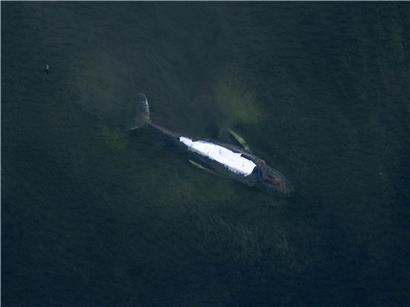 Buckelwal Timmy schwimmt mit abgedecktem Rücken vor der Insel Poel, Norddeutsche Ostsee, Meereswildlife beobachten