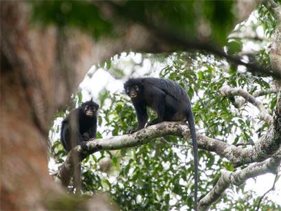 Der Colobus congoensis ist eine neu entdeckte Affenart im Kongobecken