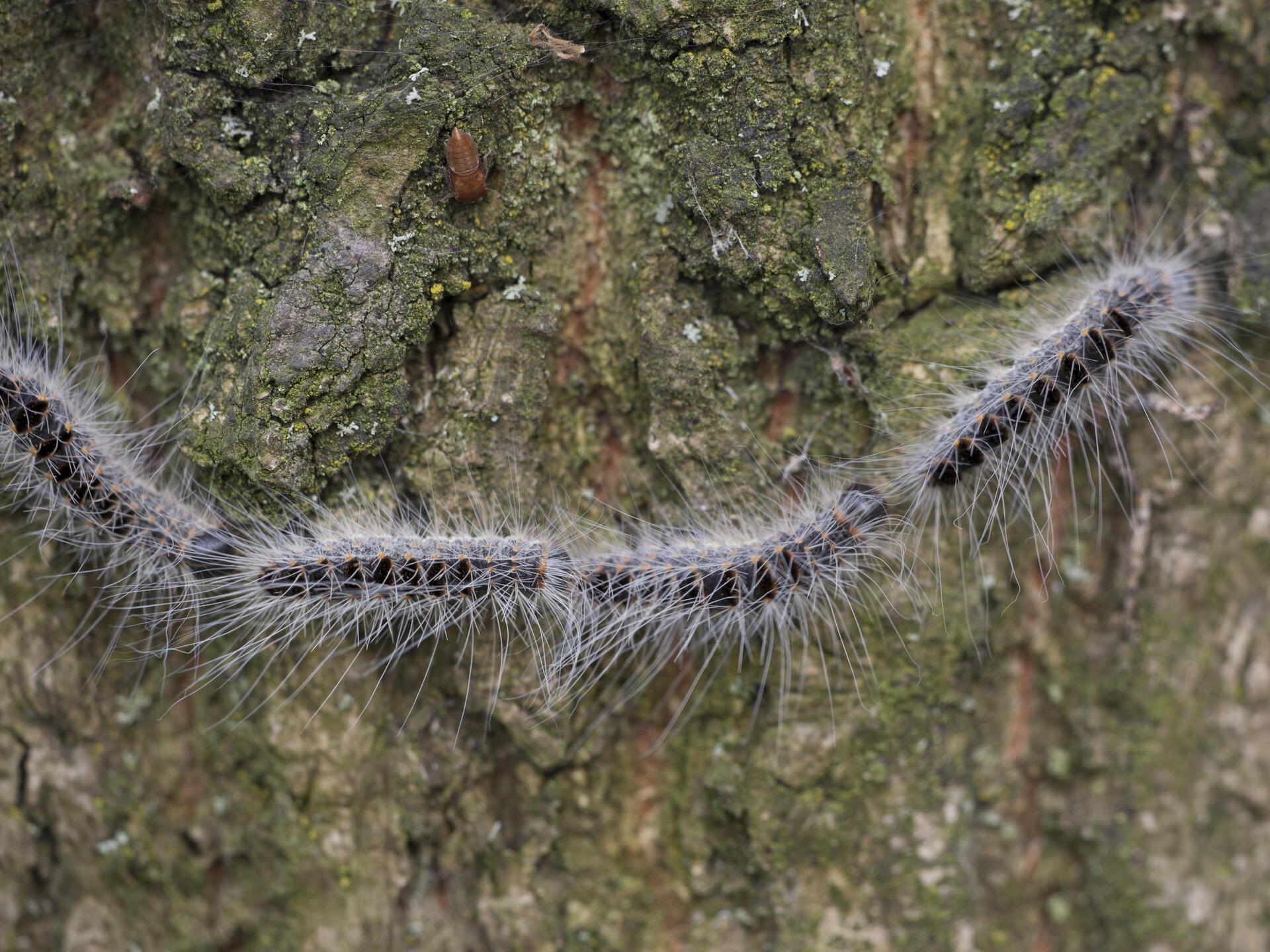 How oak processionary caterpillars develop - | and what keeps them in ...