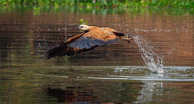 Der Fischbussard kommt an Gewässern mit Süß- und Brackwasser vor, die vorwiegend im Tiefland gelegen sind
