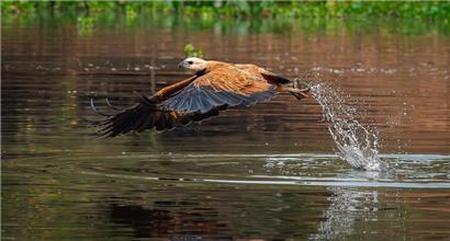 Der Fischbussard kommt an Gewässern mit Süß- und Brackwasser vor, die vorwiegend im Tiefland gelegen sind
