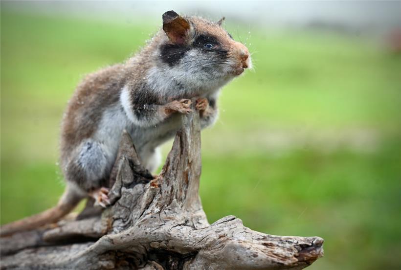 Der Gartenschläfer liebt Streuobstwiesen genauso wie die beiden anderen