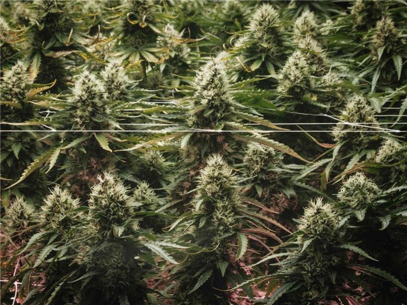 Medizinisches Cannabis in Deutschland: Verschärfte gesetzliche Regelungen und Auswirkungen auf Patienten und Ärzte