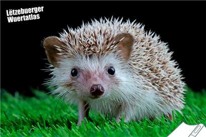 Der Igel ist in Luxemburg unter mehreren Namen bekannt
