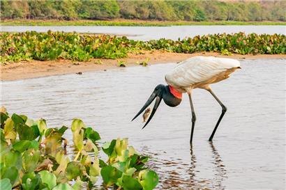 Der Jabiru auf Beutefang, fotografiert im Pantanal in Brasilien
