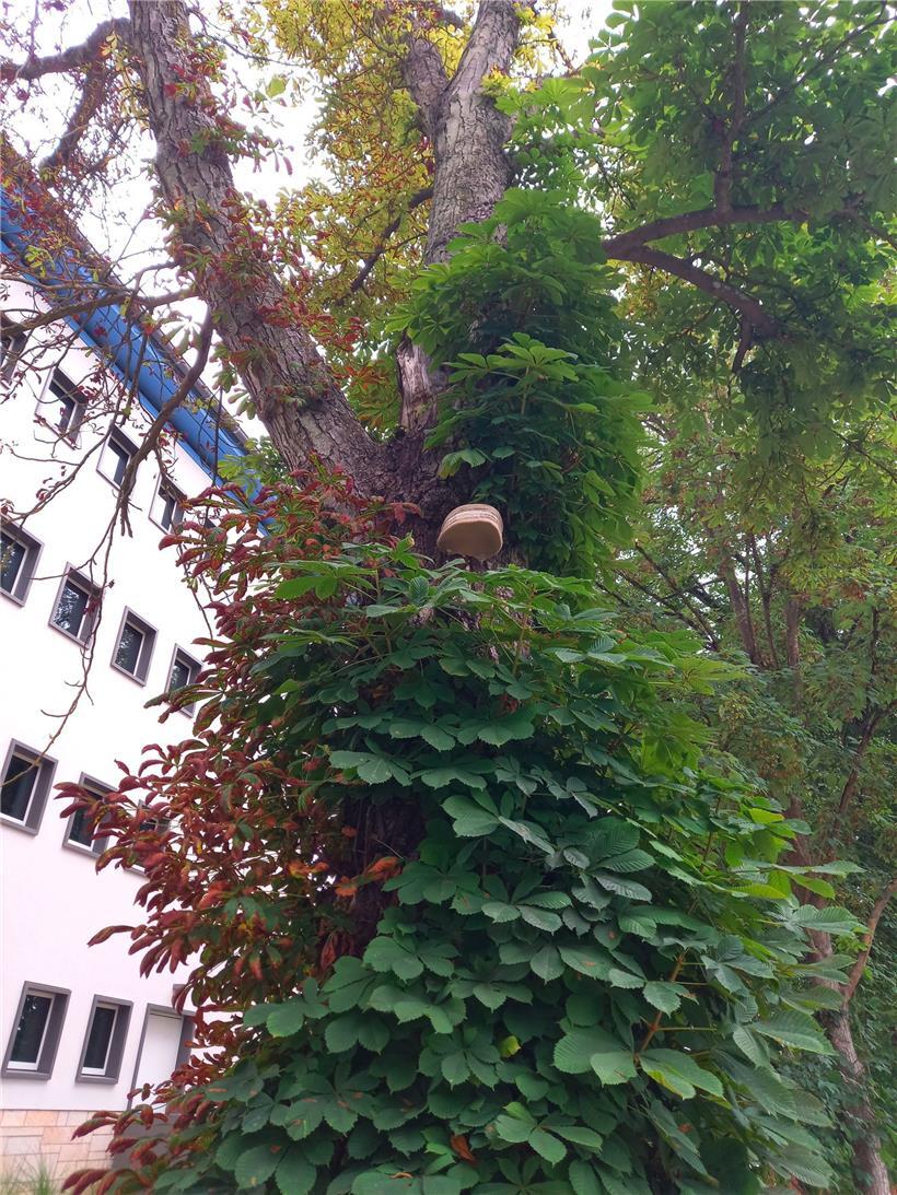 Der Kastanienbaum beim Nationalen Institut für Sprachen auf dem Limpertsberg soll untersucht werden
