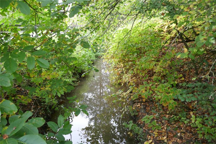 Der Kaylbach in Höhe der Schlackenhalde in Tetingen soll renaturiert werden
