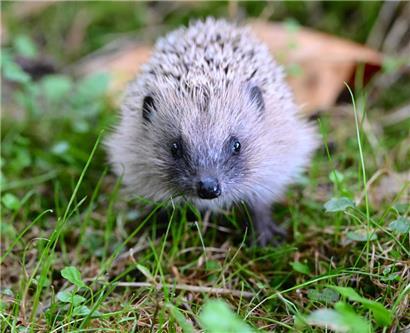 Der „Kéiseker“ gilt nun als „potenziell gefährdet“
